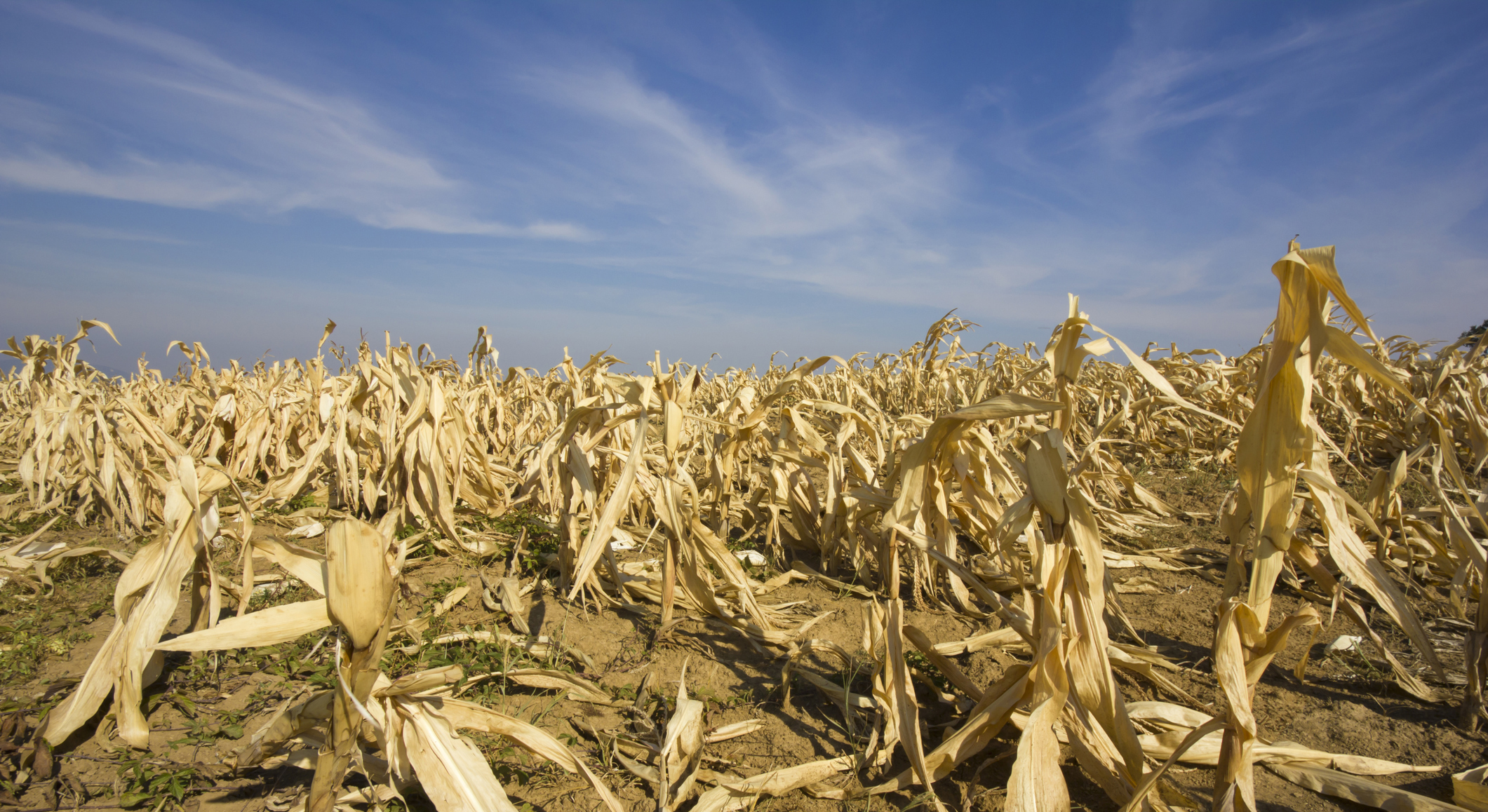 Water Risks and the Food Sector